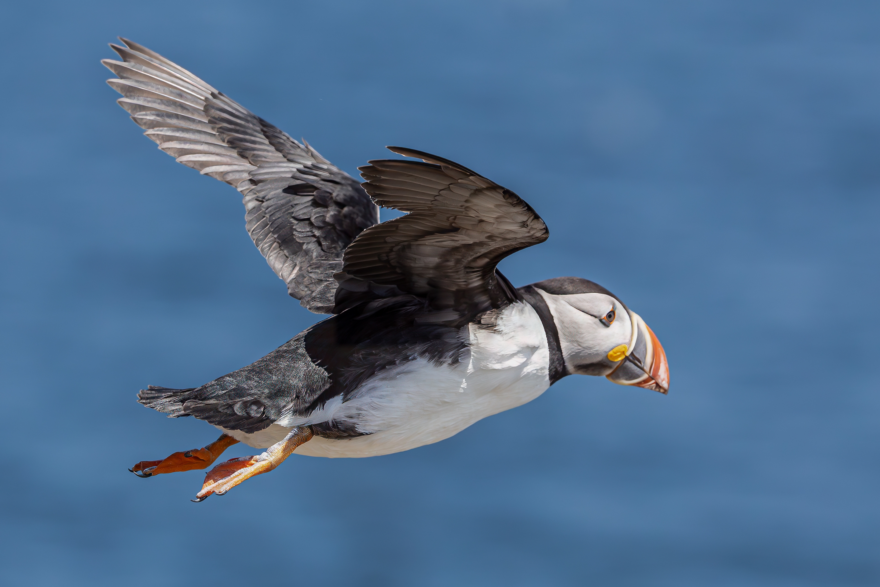 3rd PrizeOpen Nature In Class 2 By Oktay Alkin For Puffin In Flight SEP-2025.jpg